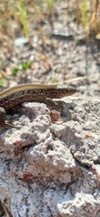 Lacerta agilis chersonensis