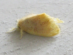 Euproctis piperita