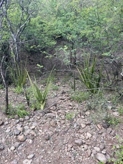 Sansevieria cylindrica