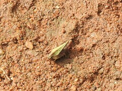 Spialia galba
