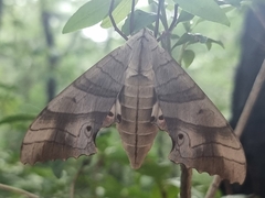 Marumba sperchius