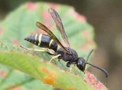 Symmorphus bifasciatus