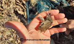 Rana pseudodalmatina