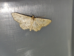 Idaea elongaria