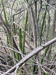 Sansevieria cylindrica