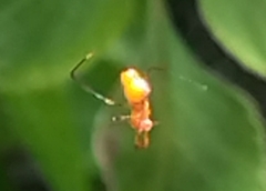 Argyrodes miniaceus