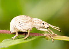 Episomus chinensis