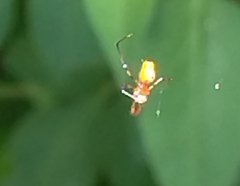 Argyrodes miniaceus