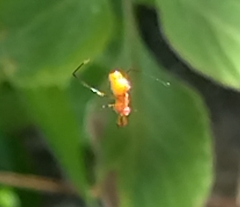 Argyrodes miniaceus