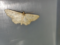 Idaea elongaria