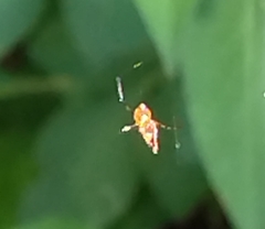 Argyrodes miniaceus