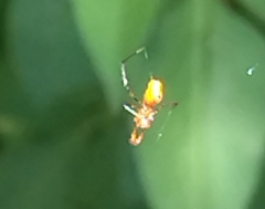 Argyrodes miniaceus