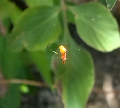 Argyrodes miniaceus