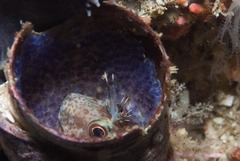 Chalaroderma ocellata