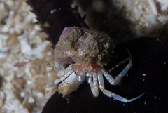 Anapagurus hendersoni