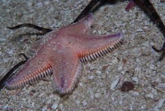 Astropecten irregularis pontoporeus