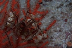 Macropodia falcifera