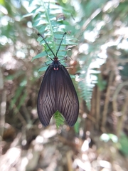 Gynautocera rubriscutellata