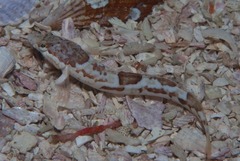 Pavoclinus smalei