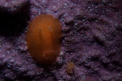 Atalodoris