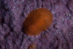 Atalodoris