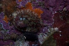 Haliotis spadicea