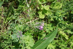 Dianthus superbus