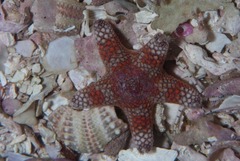 Callopatiria formosa