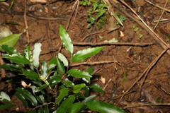 Meiogyne stenopetala