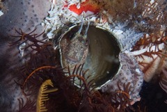 Chalaroderma ocellata