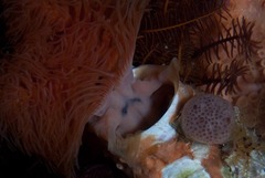 Protula bispiralis