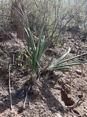 Sansevieria cylindrica
