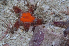 Callopatiria formosa