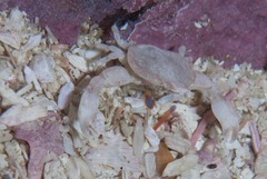 Leucisca squalina