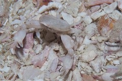 Leucisca squalina