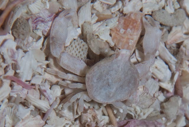 Leucisca squalina