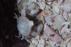 Leucisca squalina