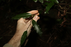 Meiogyne stenopetala