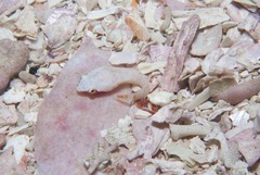 Apletodon pellegrini