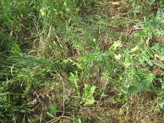 Linaria vulgaris