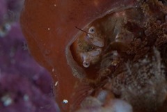 Pseudodromia rotunda