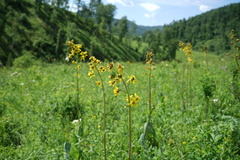 Ligularia glauca