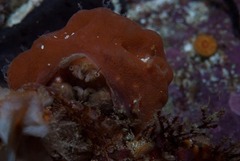 Pseudodromia rotunda