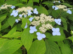 Hydrangea serrata