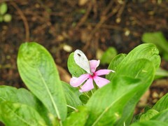 Leptosia nina