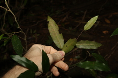 Meiogyne stenopetala