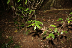 Meiogyne stenopetala