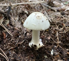 Amanita aestivalis