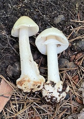 Amanita aestivalis
