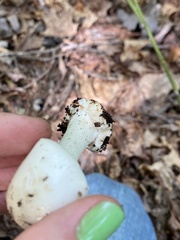Amanita aestivalis